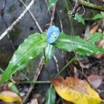 Commelina ensifolia 花