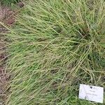 Sesleria caerulea Blad