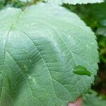 Rubus integribasis Листок