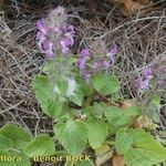 Stachys marrubiifolia Hábito