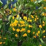 Senna corymbosa 整株植物