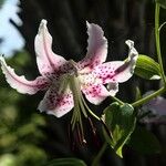 Lilium kelloggii Flower