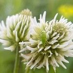 Trifolium montanum 花