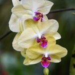Phalaenopsis spp. Kvet