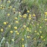 Helichrysum saxatile Агульны выгляд