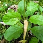 Pyrola elliptica Foglia