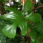 Philodendron pedatum Лист