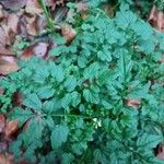 Cardamine flexuosa Leaf