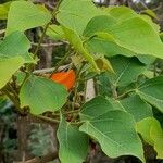 Erythrina poeppigiana Leaf