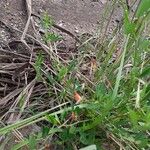 Crotalaria pumila Fiore