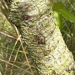 Aronia × prunifolia Kabuk