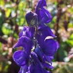 Aconitum napellus Λουλούδι