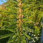 Echium pininana Ліст