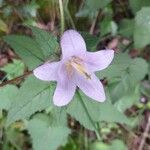 Campanula trachelium Kvet
