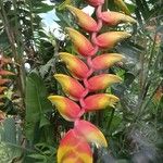 Heliconia rostrataᱵᱟᱦᱟ