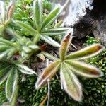 Potentilla nivalis Leaf