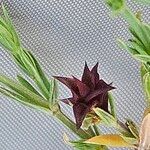 Crucianella angustifolia Flower