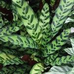 Calathea lancifolia Hoja