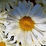 Leucanthemum maximum Fleur