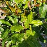 Cupaniopsis anacardioides Blatt