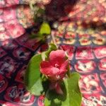 Barleria repens Flor