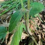 Prunella grandiflora Leaf