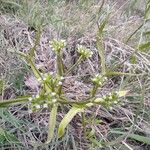 Valeriana dentata फूल