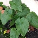 Lophospermum erubescens 葉