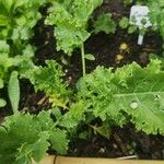 Brassica oleracea Folla