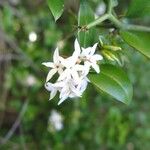 Carissa bispinosa Flower