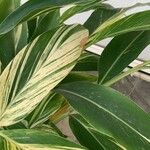 Alpinia zerumbet Blatt