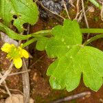 Ranunculus muricatus Лист