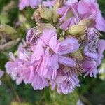 Saponaria caespitosa Fiore