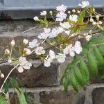 Prunus japonica Hábito