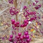 Callicarpa bodinieri Плід