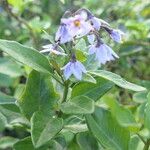 Solanum africanum