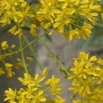 Isatis tinctoria Fleur