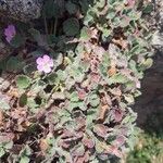 Erodium corsicum Flor