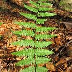 Dryopteris remota Liść