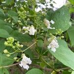 Catalpa ovata പുഷ്പം