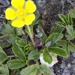 Potentilla brauneana Vekstform