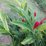 Alpinia purpurataഇല