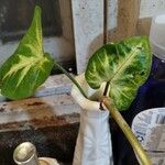 Syngonium angustatum Blatt