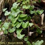 Adiantum reniforme Alia