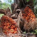 Elaeis oleifera Fruto