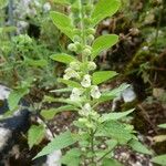 Scutellaria albida