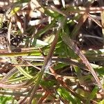 Luzula spicata Leaf