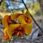 Dillwynia phylicoides Flor