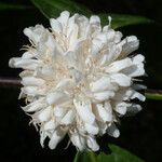 Coffea canephora Flower