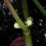 Drymonia macrophylla Bark